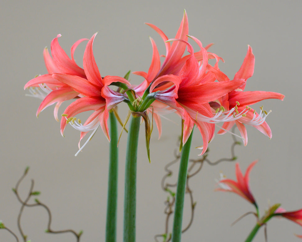 Amaryllis 'Cybister Rose'