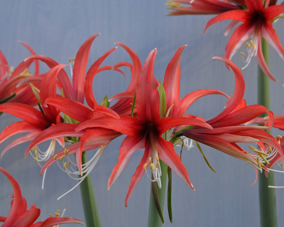 Amaryllis 'Cybister Rose'