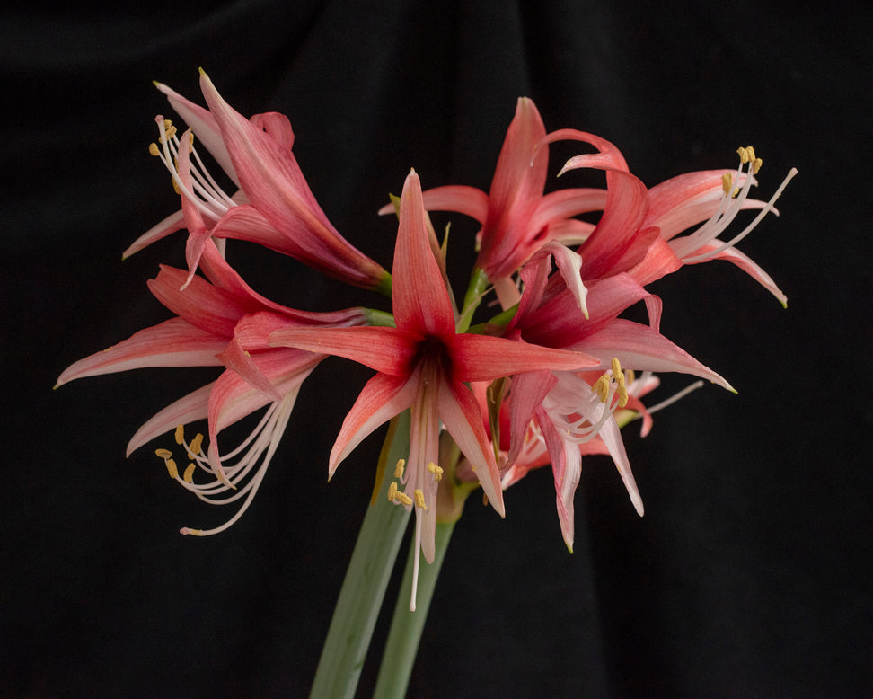 Amaryllis 'Cybister Rose'