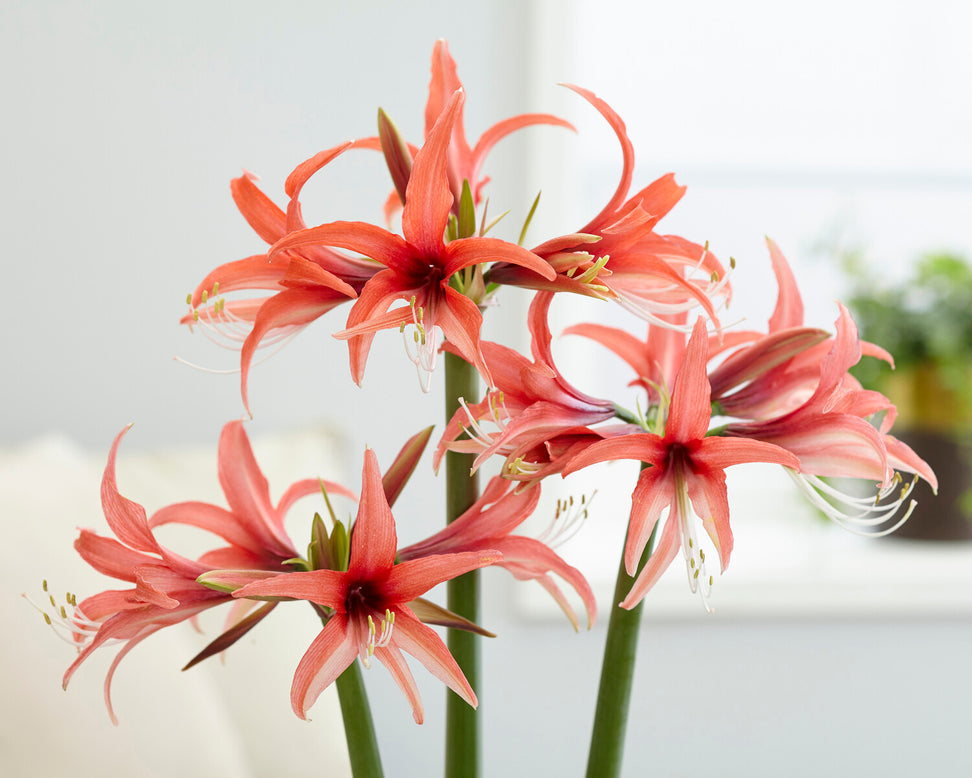 Amaryllis 'Cybister Rose'