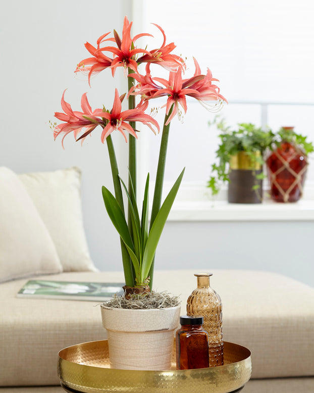 Amaryllis 'Cybister Rose'