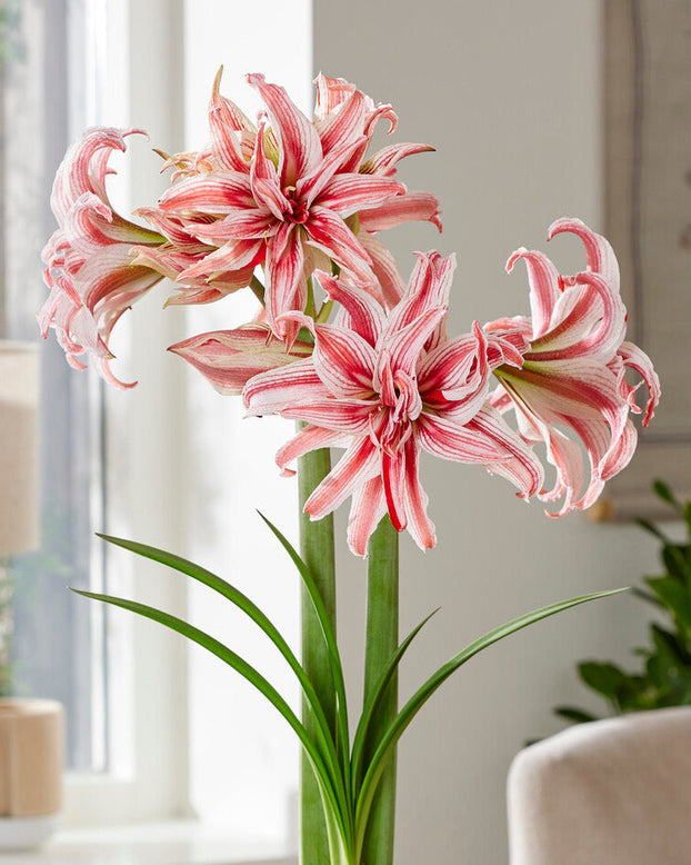 Amaryllis 'Doublet'