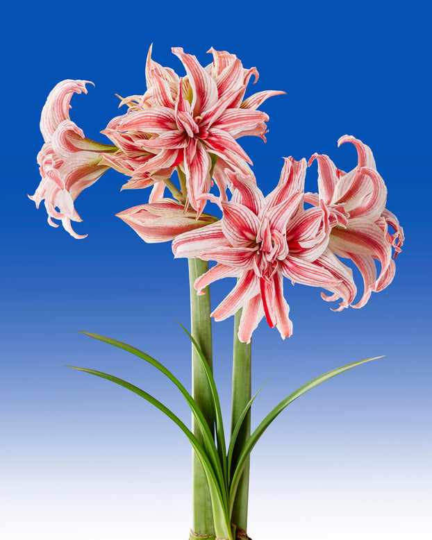 Amaryllis 'Doublet'