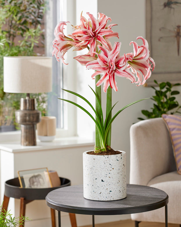 Amaryllis 'Doublet'