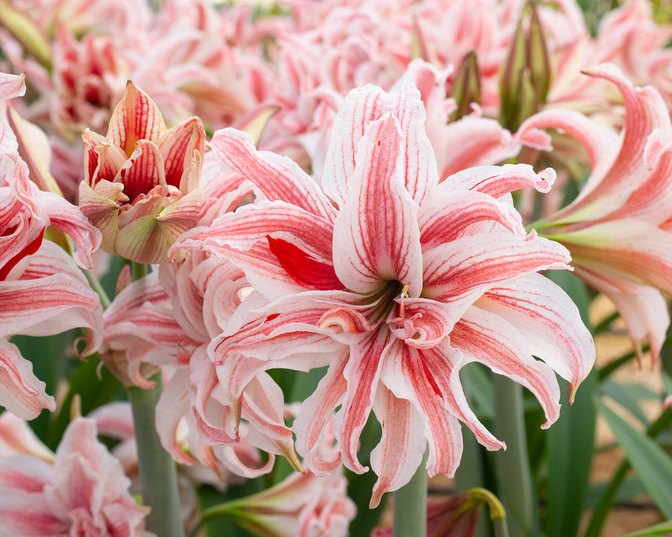 Amaryllis 'Doublet'