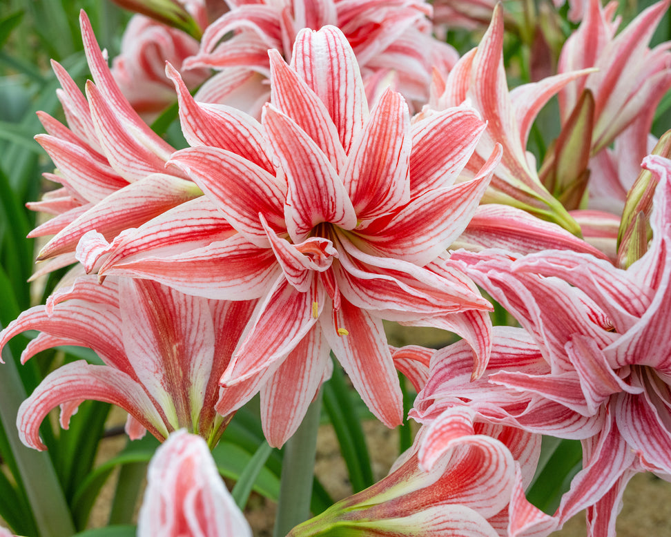 Amaryllis 'Doublet'