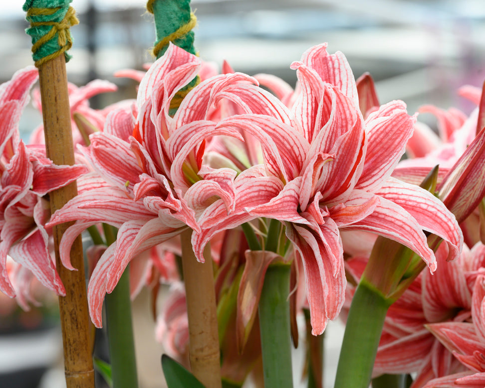 Amaryllis 'Doublet'