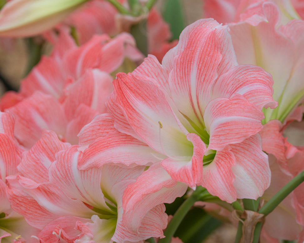 Amaryllis 'Giant Amadeus'