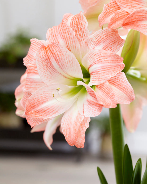 Amaryllis 'Giant Amadeus'