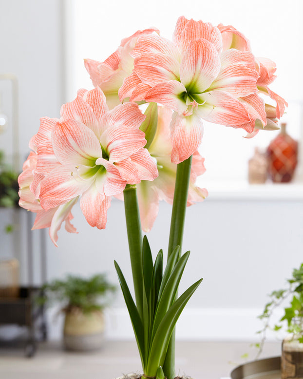 Amaryllis 'Giant Amadeus'