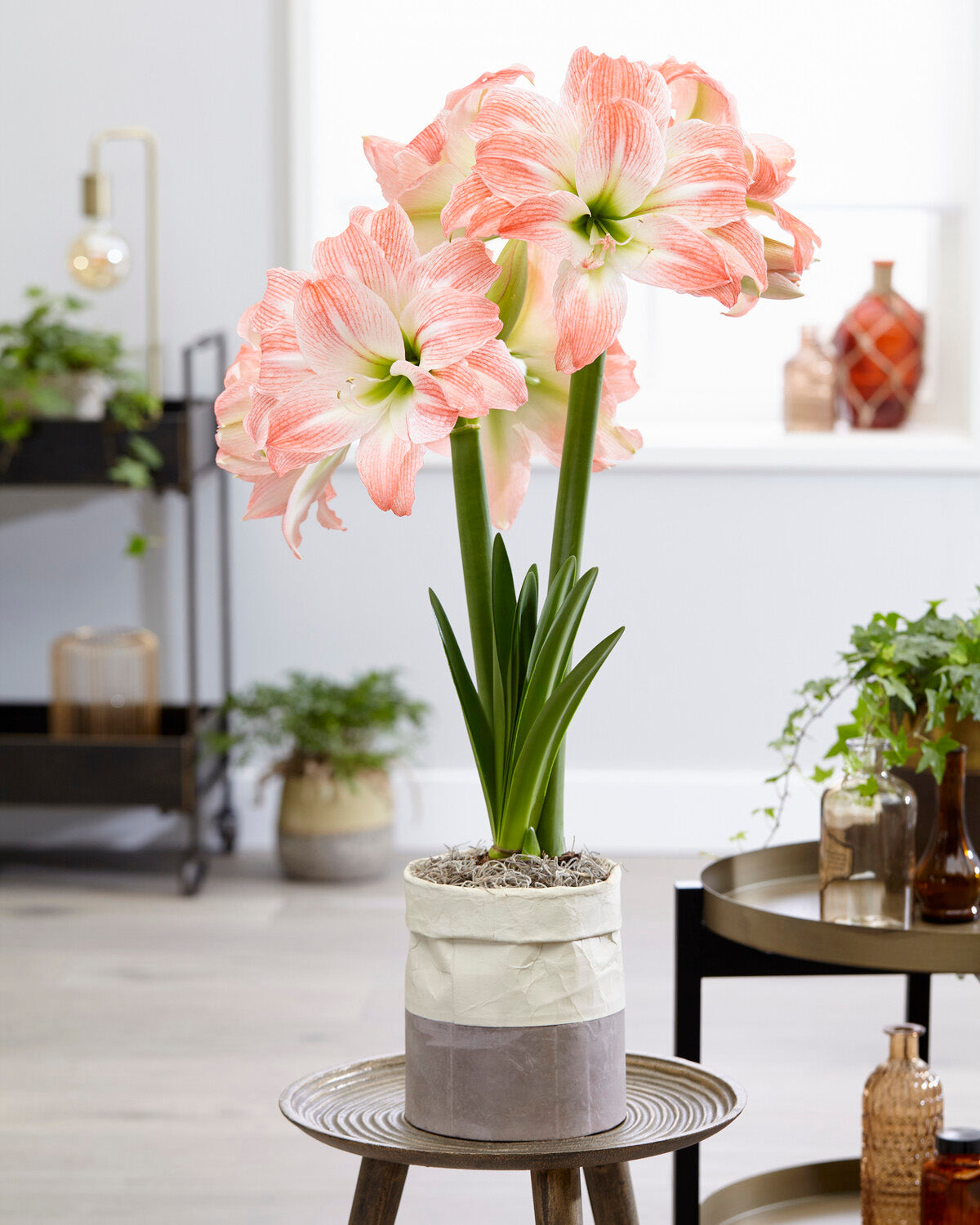 Amaryllis 'Giant Amadeus' bulbs — Buy hippeastrums online at Farmer ...