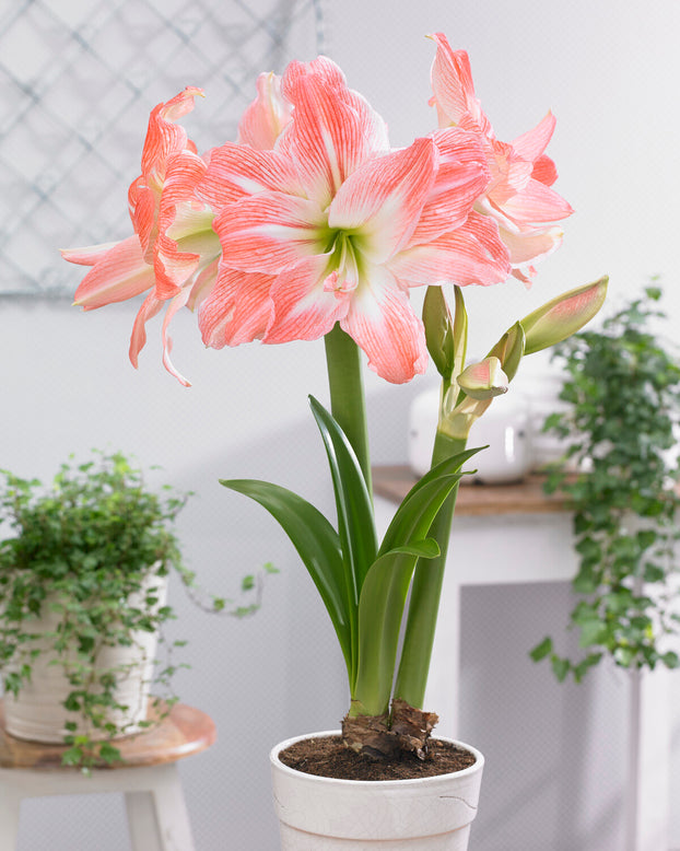 Amaryllis 'Giant Amadeus'