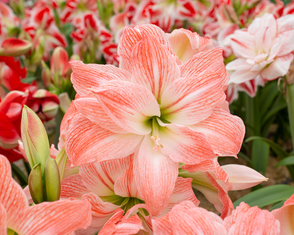 Amaryllis 'Giant Amadeus'