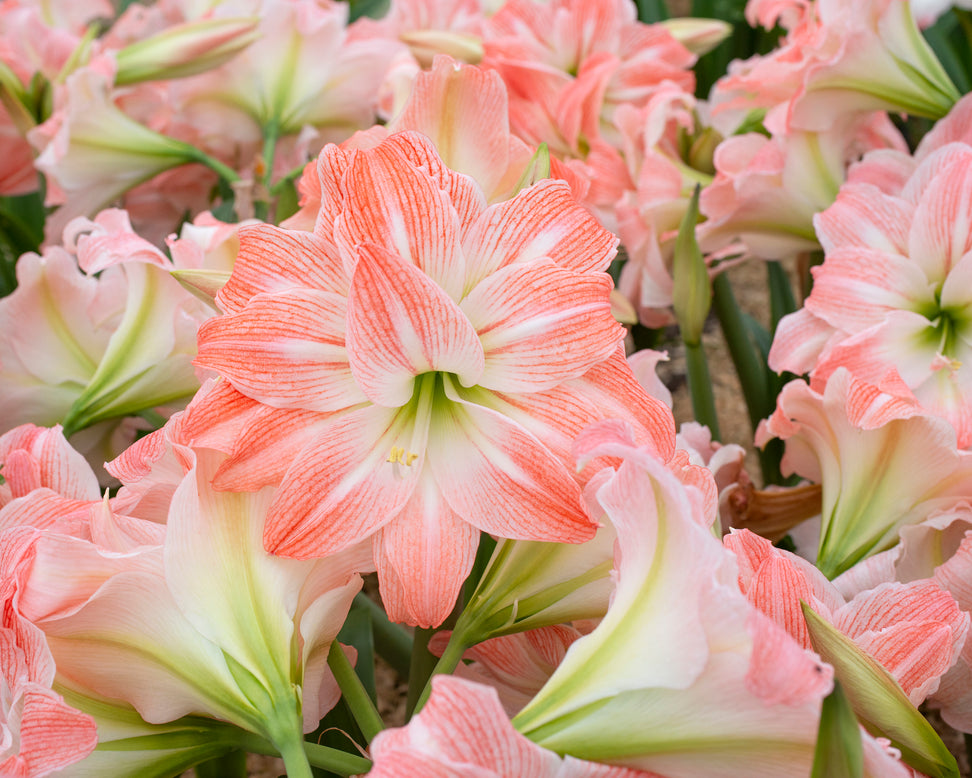 Amaryllis 'Giant Amadeus'