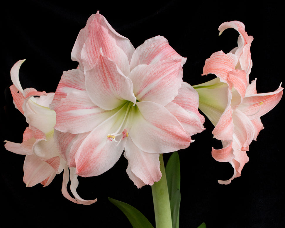 Amaryllis 'Giant Amadeus'