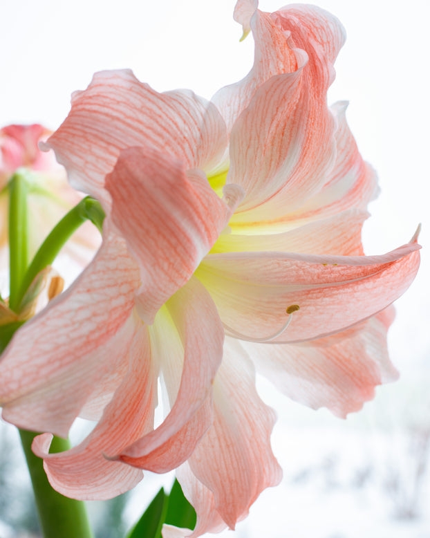 Amaryllis 'Giant Amadeus'