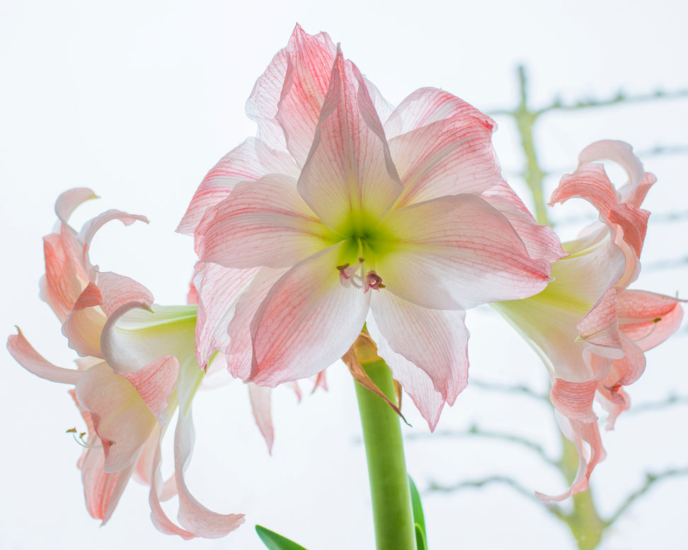 Amaryllis 'Giant Amadeus'