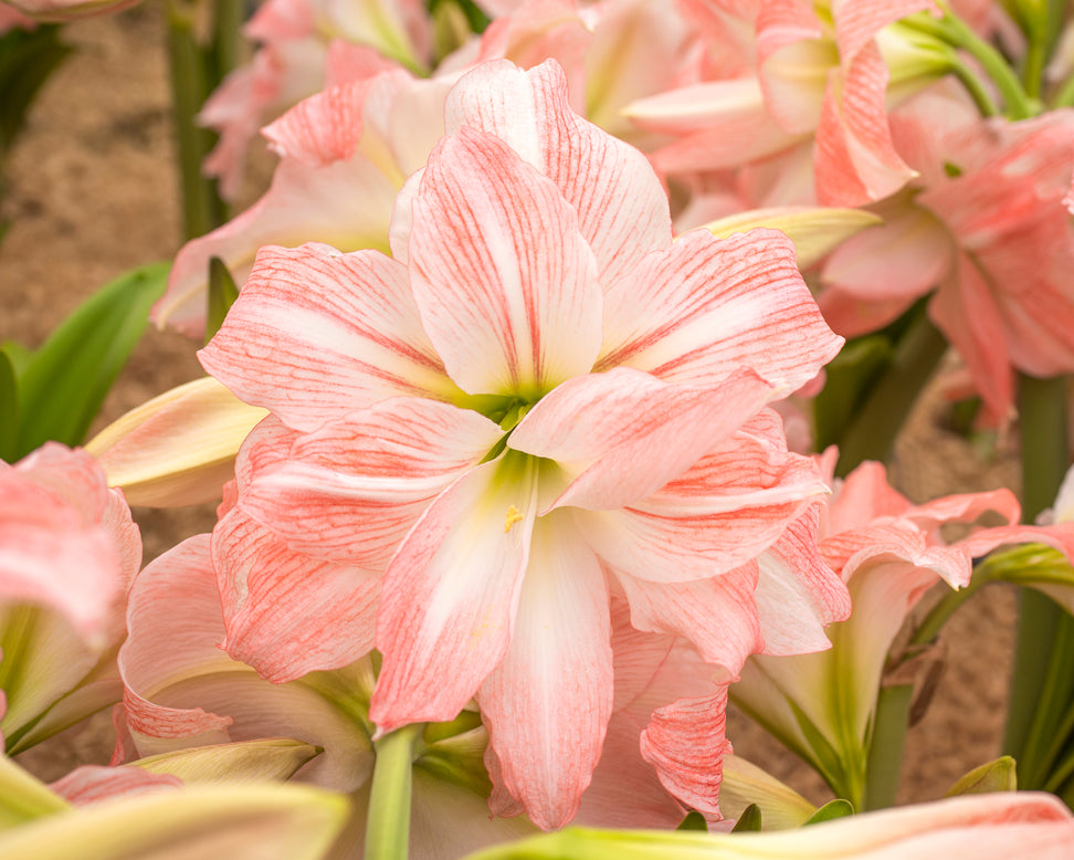 Amaryllis 'Giant Amadeus'