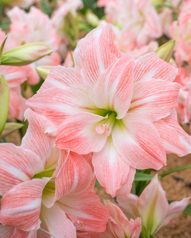 Amaryllis 'Giant Amadeus'