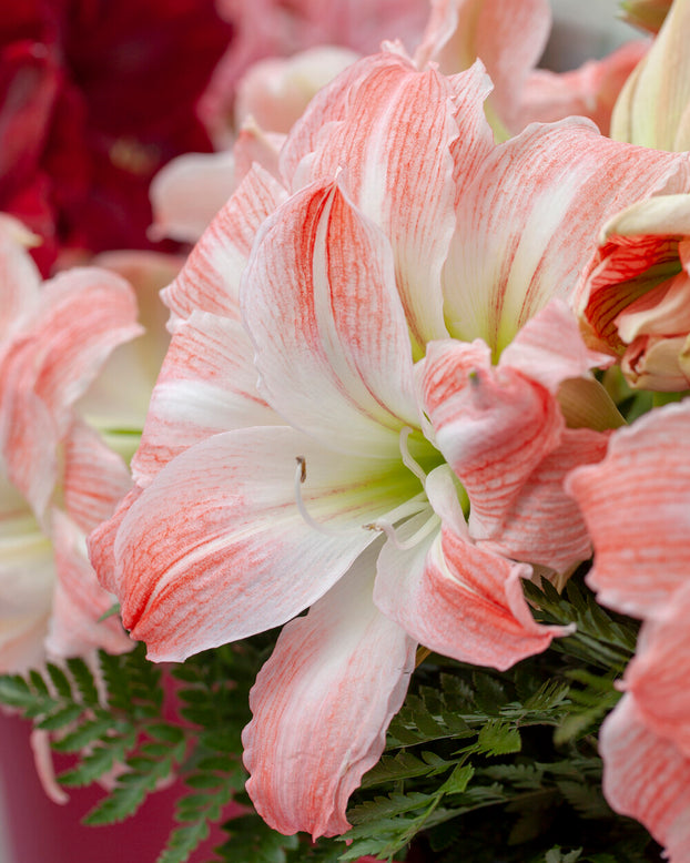 Amaryllis 'Giant Amadeus'