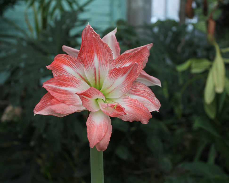 Amaryllis 'Giant Amadeus'