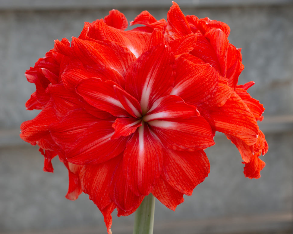 Amaryllis 'Happy Nymph'