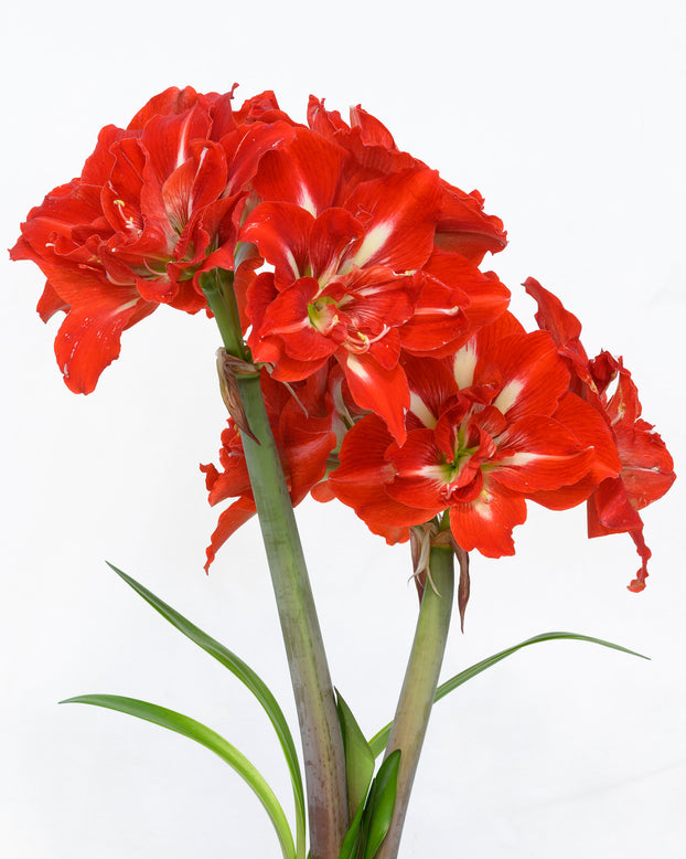 Amaryllis 'Happy Nymph'