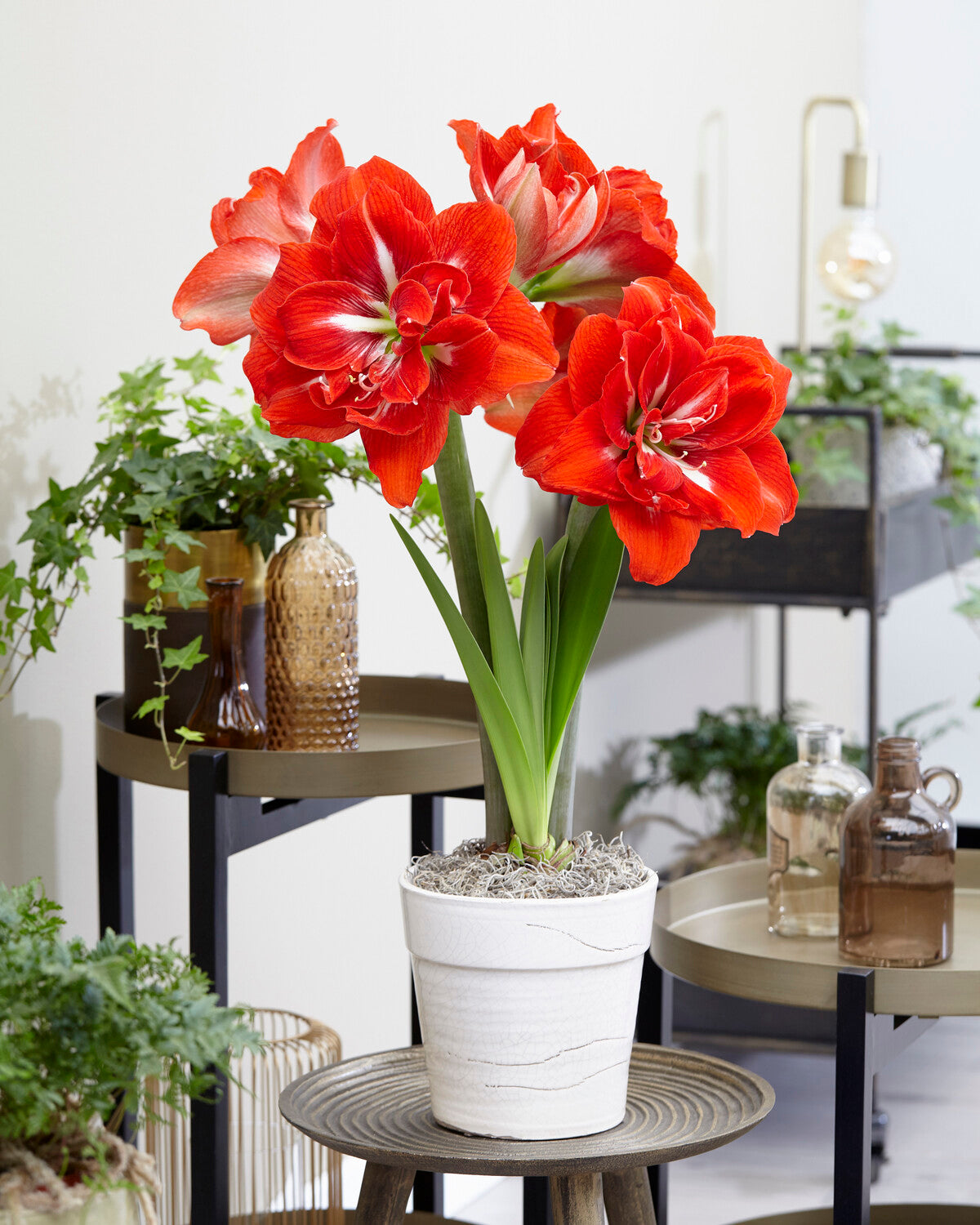 Amaryllis 'Happy Nymph' bulbs — Buy online at Farmer Gracy UK