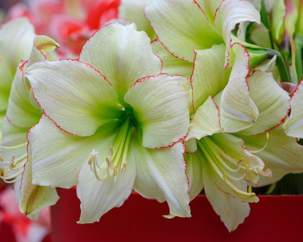 Amaryllis 'Lemon Cream'