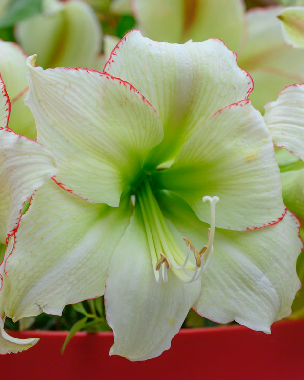 Amaryllis 'Lemon Cream'