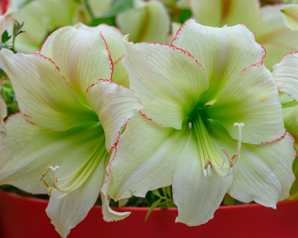 Amaryllis 'Lemon Cream'