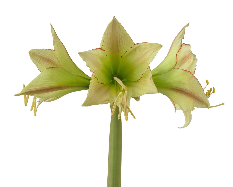 Amaryllis 'Lemon Cream'