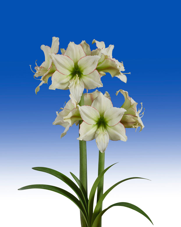 Amaryllis 'Lemon Cream'