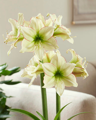 Amaryllis 'Lemon Cream'