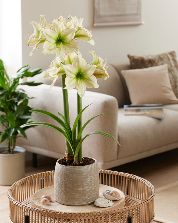 Amaryllis 'Lemon Cream'