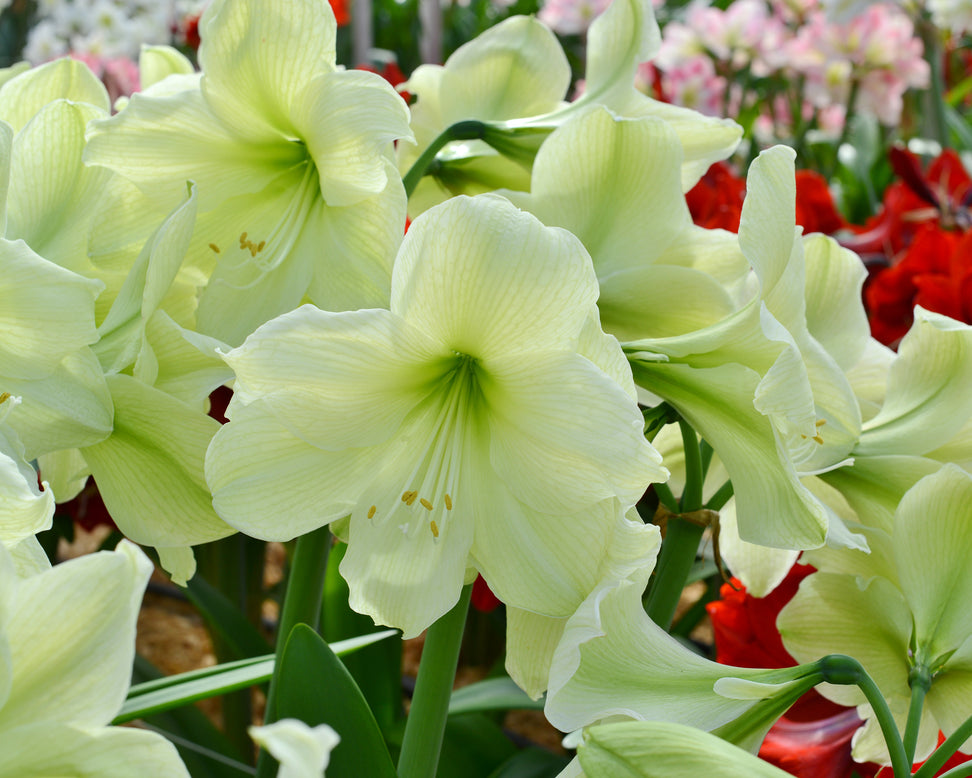 Amaryllis 'Luna'