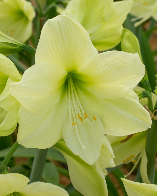 Amaryllis 'Luna'