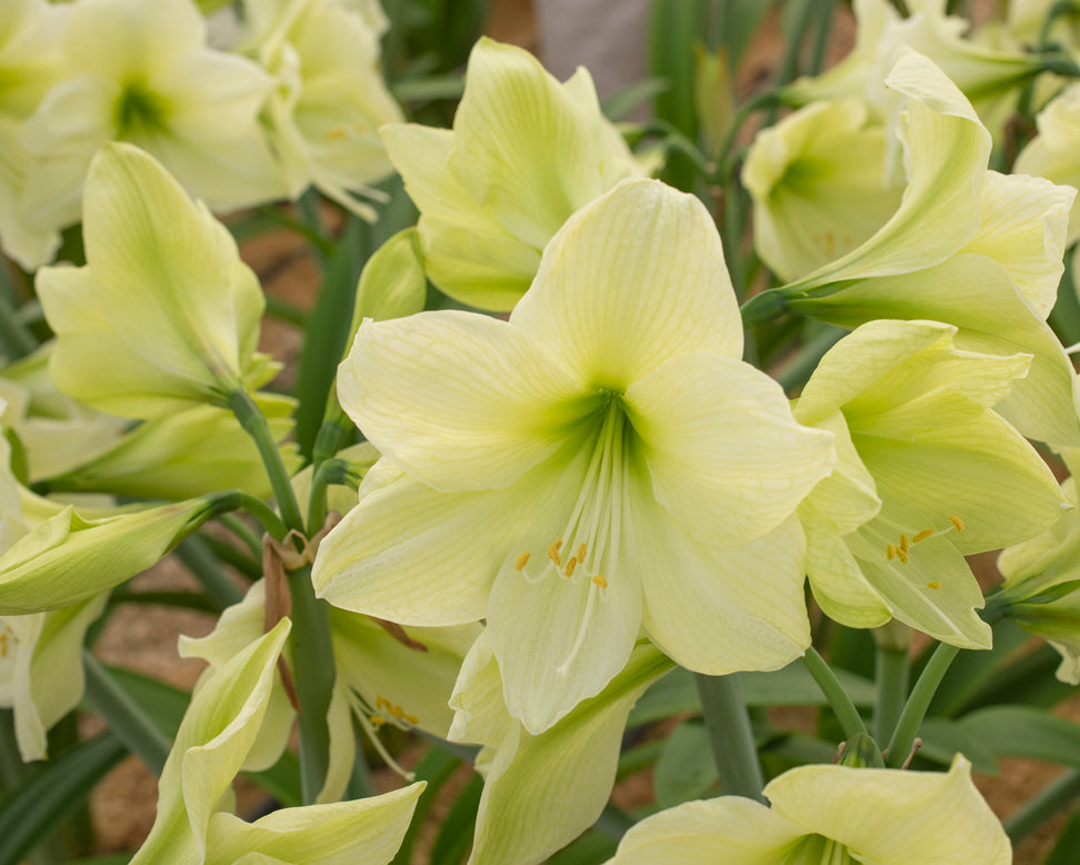 Amaryllis 'Luna'