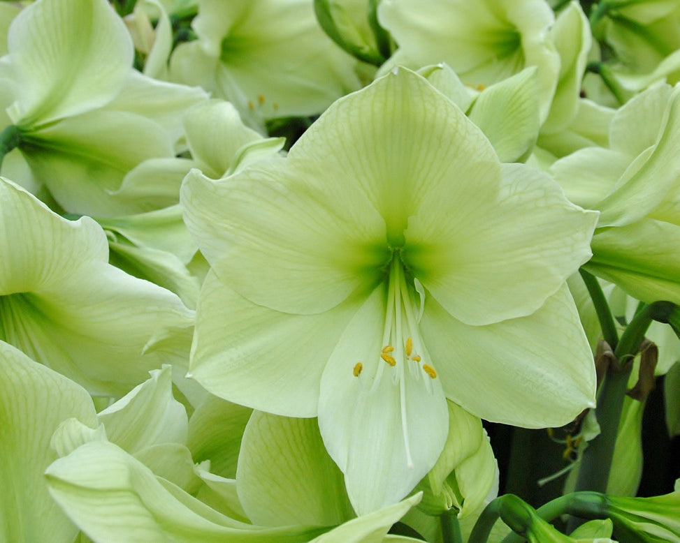 Amaryllis 'Luna'