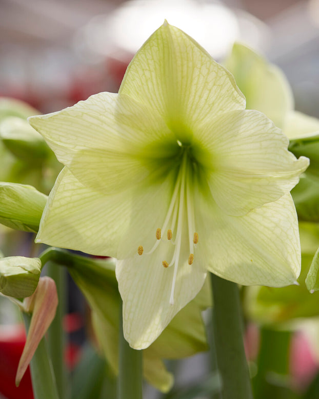 Amaryllis 'Luna'