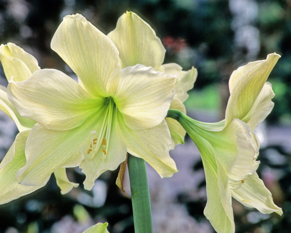 Amaryllis 'Luna'