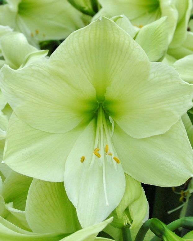 Amaryllis 'Luna'