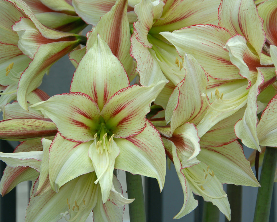 Amaryllis 'Green Magic'