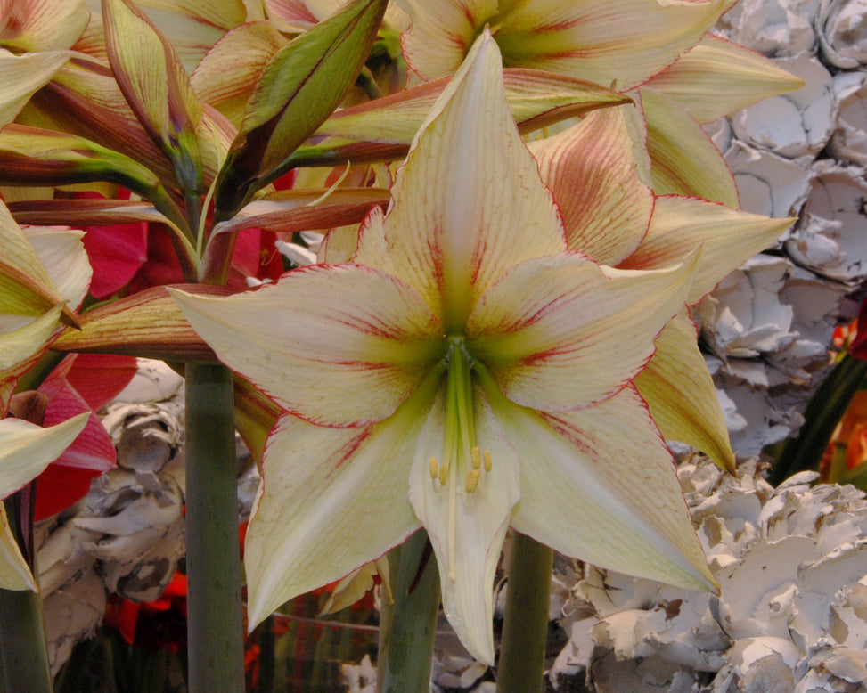 Amaryllis 'Green Magic'