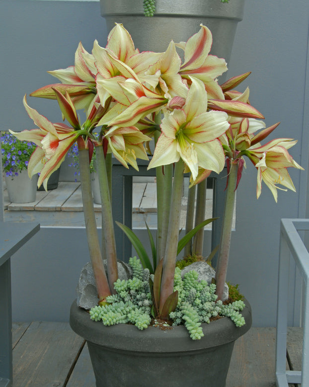 Amaryllis 'Green Magic'