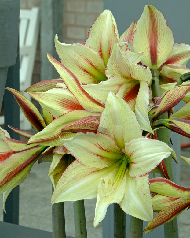 Amaryllis 'Green Magic'