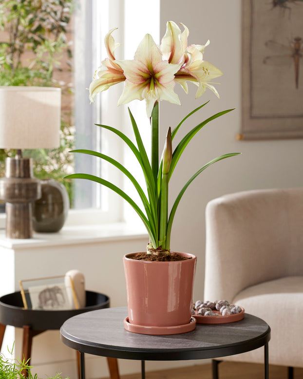 Amaryllis 'Green Magic'