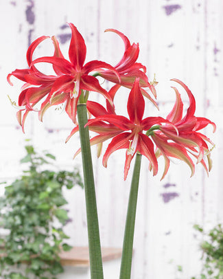 Amaryllis 'Quito'