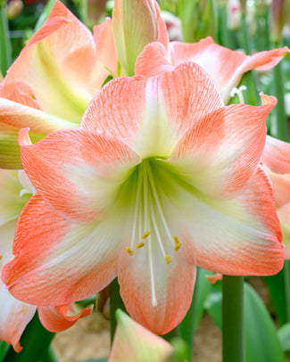 Amaryllis 'Shine Dream'