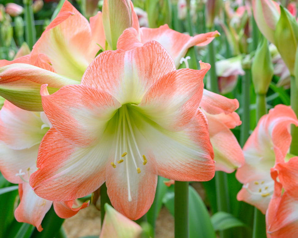 Amaryllis 'Shine Dream'